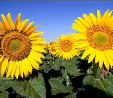 Sunflower prices decline after the price of oil