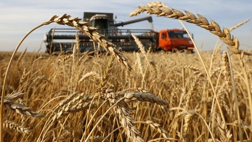 Wheat markets are again under pressure of news from Russia