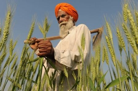 The shortage of wheat in India could raise world prices