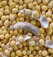 Despite the slight rise, prices for soybeans are lower than last year