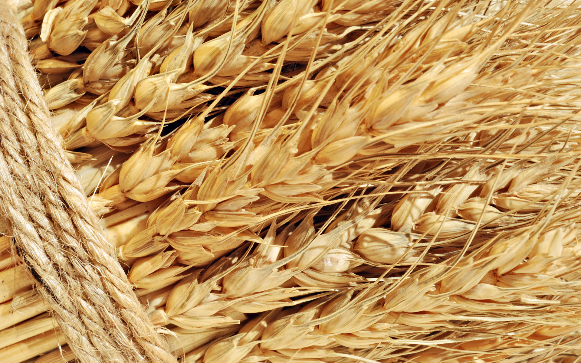 Data on the state of the crops raised the price of wheat