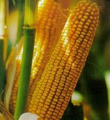 USDA снизил оценку урожая и конечных запасов кукурузы в сезоне 16/17