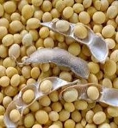 Prices for soybeans in the US are falling, in Ukraine – are growing