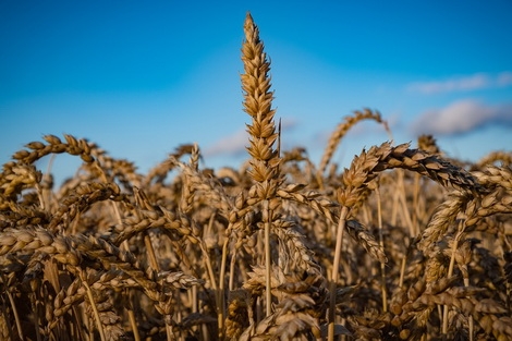 Wheat prices continued to decline on the exchanges