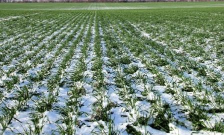 Weather in Ukraine contributes to winter crops