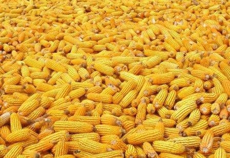 The forecast corn crop in Brazil once again reduced