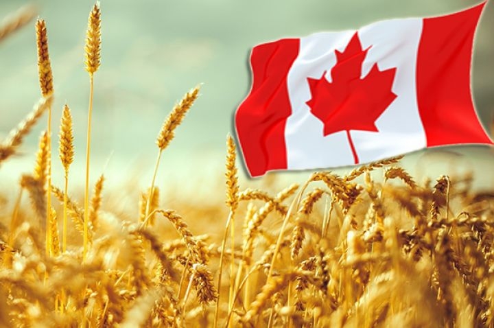 Аналитики снижают прогнозы производства сельхозкультур в Канаде