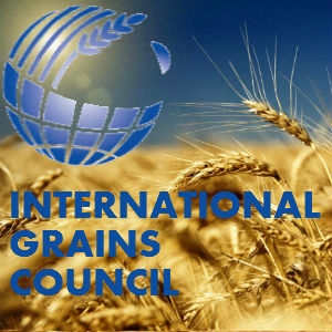 IGC increased the forecast production and ending stocks of corn in the world