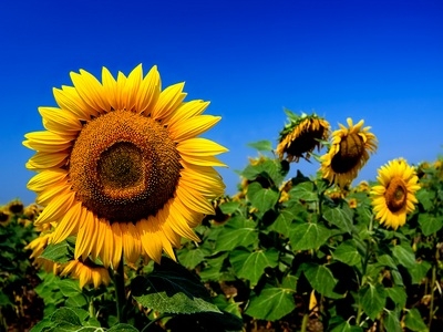 The rise in price of oil led to higher prices of sunflower