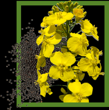 Prices for rapeseed growing due to the reduction of production in Germany