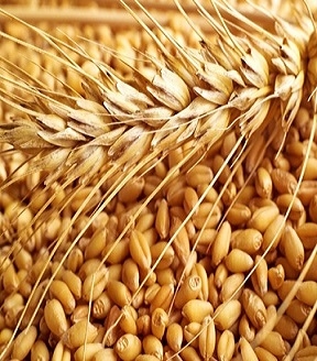 Demand from Iran supports prices for European wheat