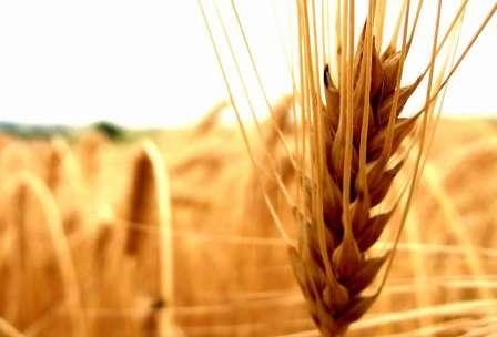 Fundamental factors contribute to the rise in price of wheat in the United States