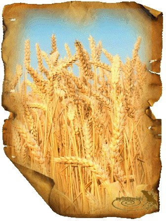 Импортеры охлаждают рынок пшеницы