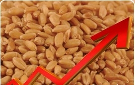 Продолжается спекулятивный рост пшеницы на биржах США