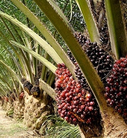 Падение цен на пальмовое масло давит на рынки масличных культур