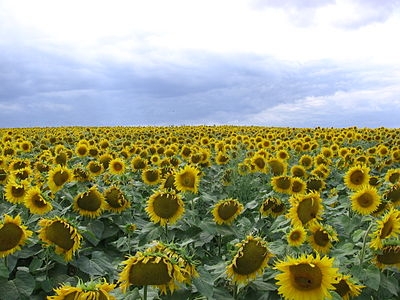 The USDA increased the forecast of Ukrainian sunflower crop