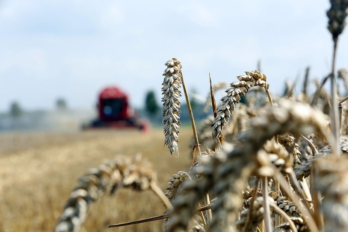 Снижение цен на кукурузу продолжает давить на цены пшеницы
