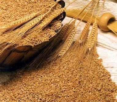 Пшеничный рынок США растет в преддверии отчета USDA
