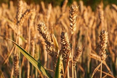 Speculative decline in wheat prices under the Russian factor 