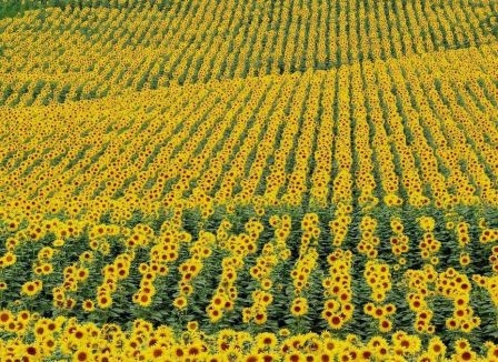 Dry conditions in Ukraine and Russia reduce the potential yield of sunflower and corn
