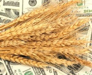 Пшеница в США падает, а в Причерноморье – растет