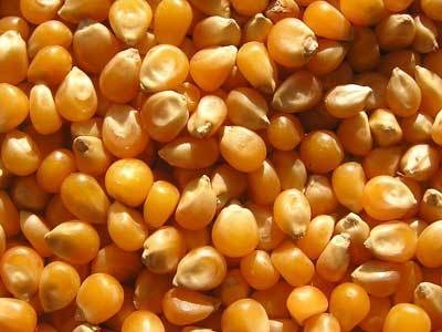 For the EU to reduce imports of corn in 2016 – 2017
