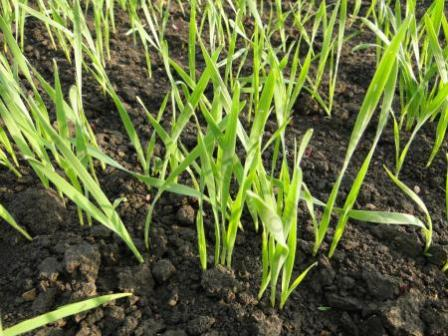 The majority of domestic winter crop is in good condition