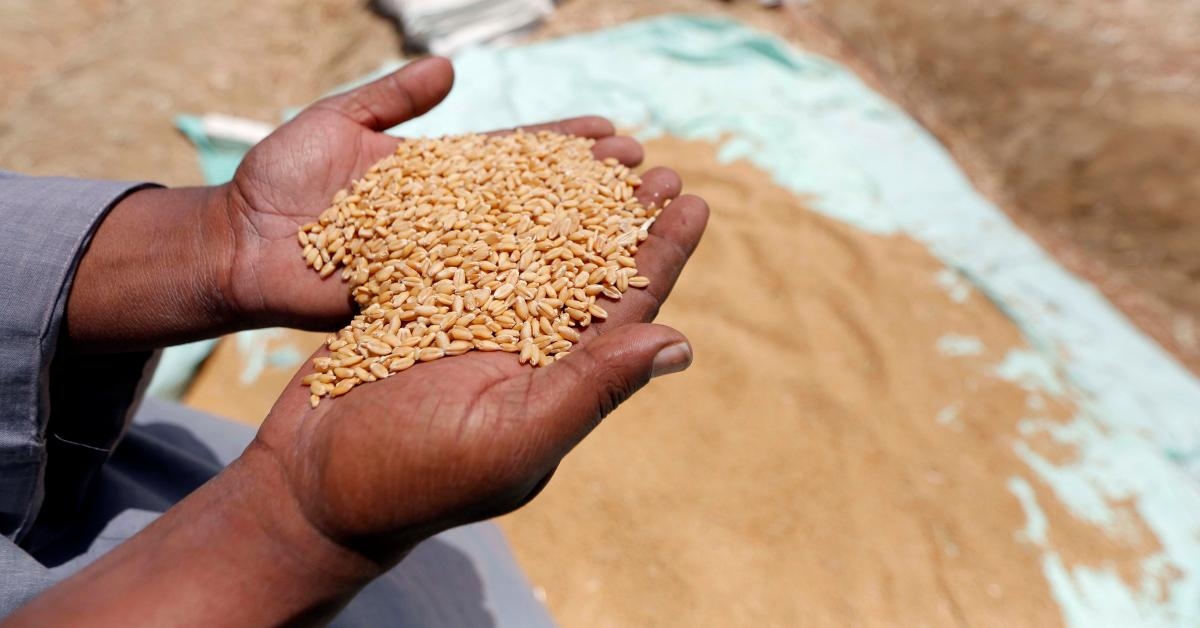 Румынская пшеница снова выиграла тендер в Египте