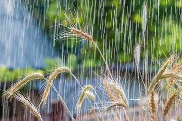 Wheat prices rose due to powerful rainfall