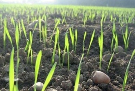 Площади сева озимой пшеницы в России будут рекордными, а в США – наименьшими за 110 лет