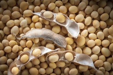 The price of soybeans down amid lower demand from China