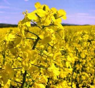 Canada and Ukraine will compete for the European market of rapeseed