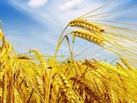 FAO estimates the wheat crop in Ukraine in 2017, 25 million.