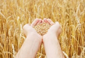 High protein wheat will have a greater demand