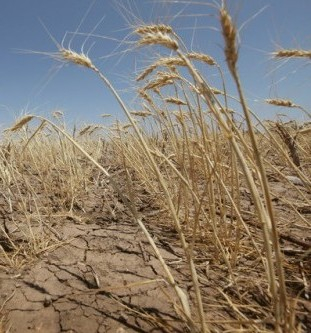 Dry weather will reduce yield of crops