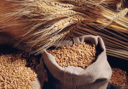 Начало недели отметился падением цены  пшеницы