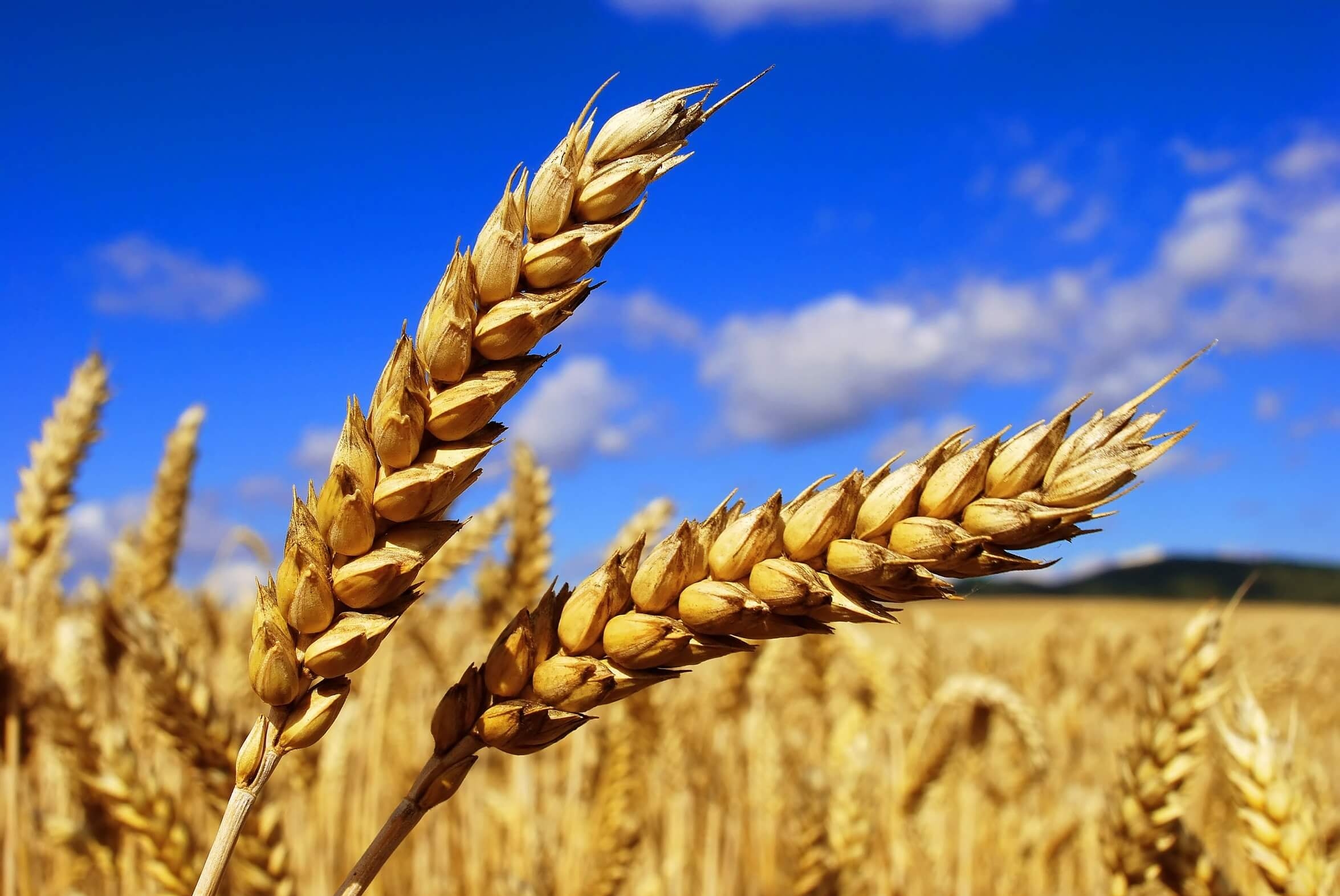 The decline in demand increases the pressure on wheat prices