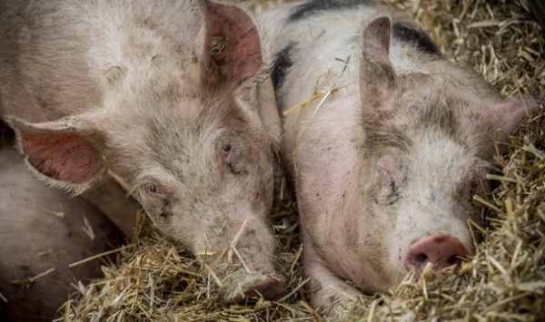 Какие последствия африканской чумы свиней в Китае - падение спроса на сою и наращивания импорта мяса?