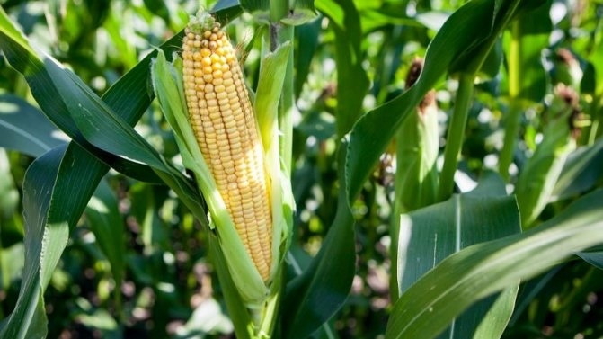 The lack of demand from China lowers the price of corn 