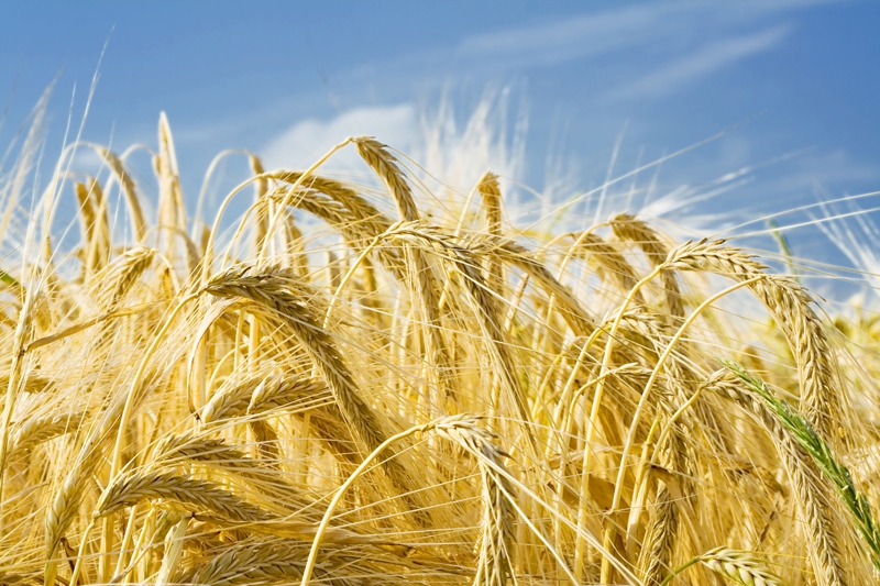 Barley prices of new crop wheat prices exceeded 