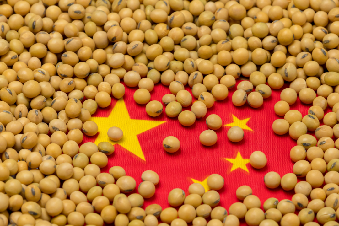 Soybean prices in China are falling, following those in Brazil amid a record harvest