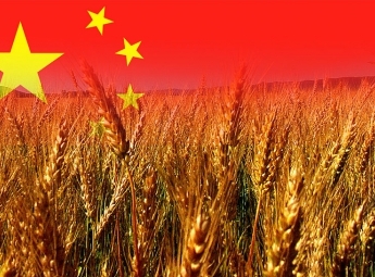 Domestic exporters may lose the grain market of China