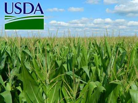 The USDA left unchanged its forecasts for global corn production 