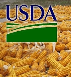 Октябрьский отчет USDA обвалил цены на кукурузу на 3,7%