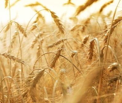 The stock price of wheat falling under the pressure of the proceeds of the new harvest 