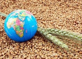 Пшеница в ЕС падает, а в Чикаго растет вопреки конъюнктуре