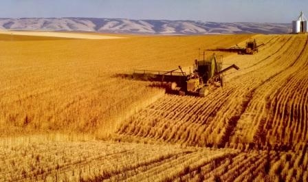 IGC increased the forecast of grain production at 7 million tons