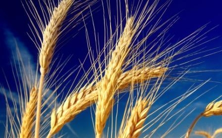 Wheat prices in the US fell sharply, and in Ukraine grow