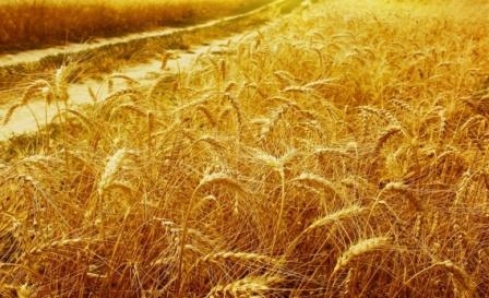COCERAL снизила прогноз урожая зерна для Евросоюза до 293 млн. тон