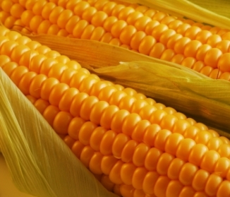 The worsening trade relations between the U.S. and Mexico has fallen off of corn prices